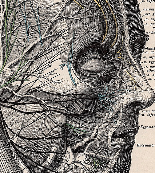 Masterclass Drainage Lymphatique Facial - Fascia Education